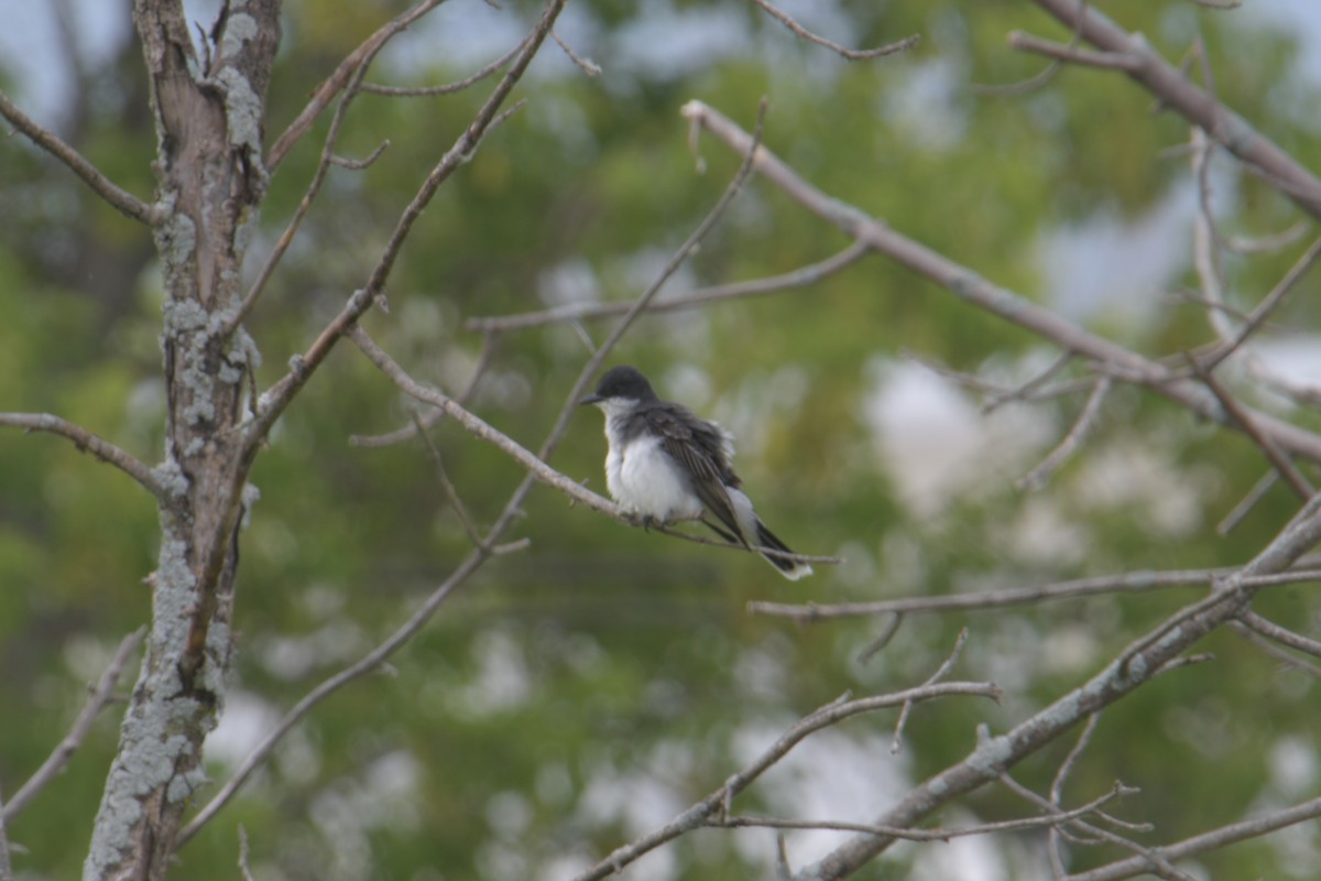 Eastern Kingbird - ML620642370