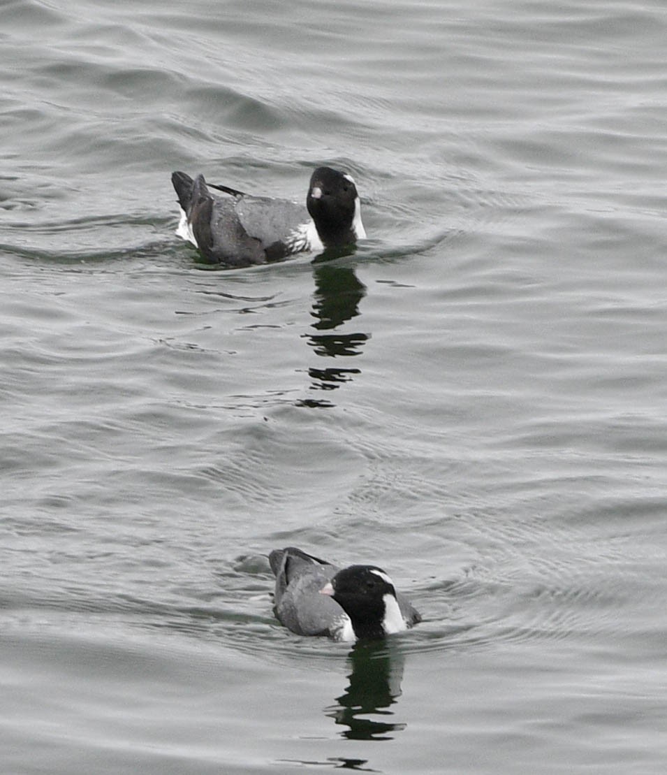 Ancient Murrelet - ML620642376