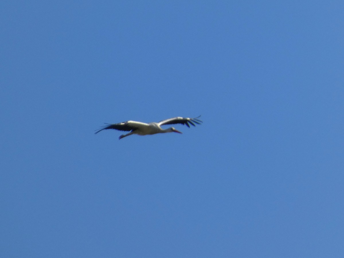 White Stork - ML620642377