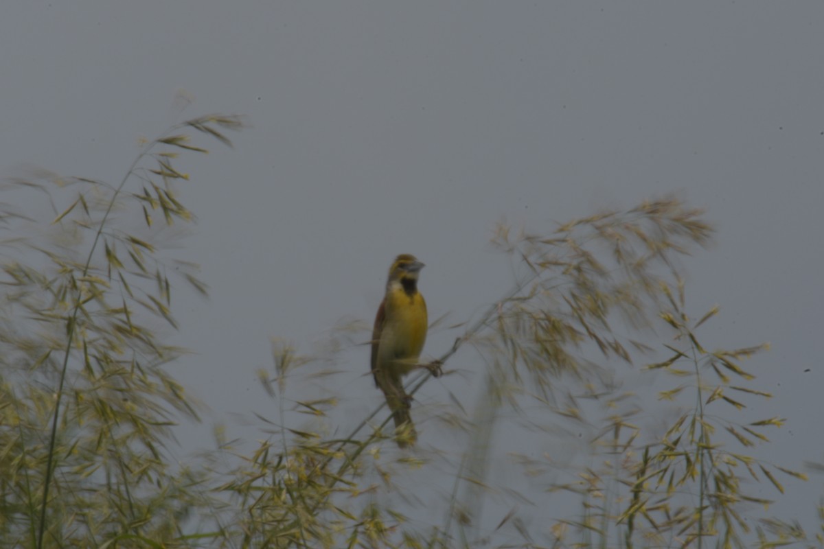 Dickcissel - ML620642380