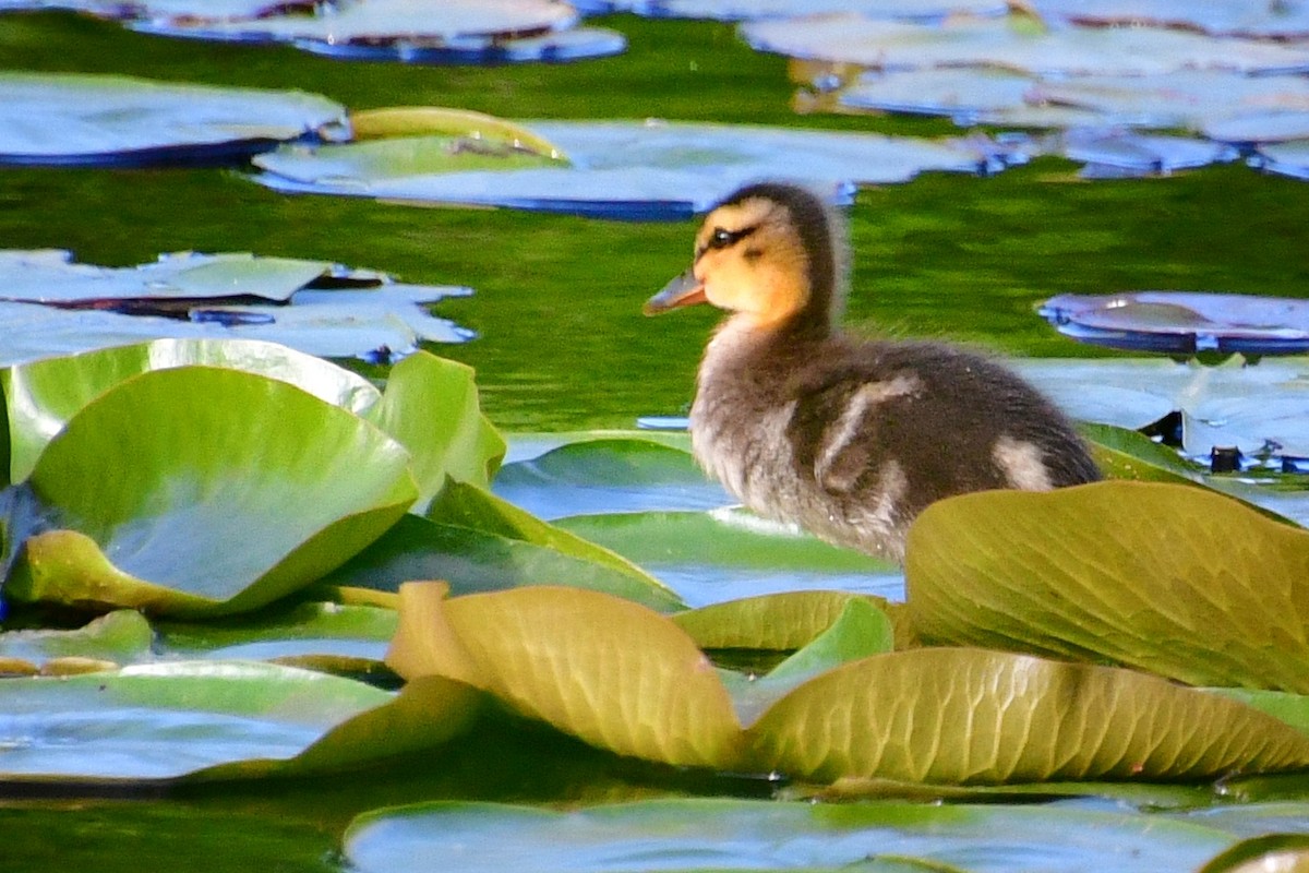 Canard colvert - ML620642381