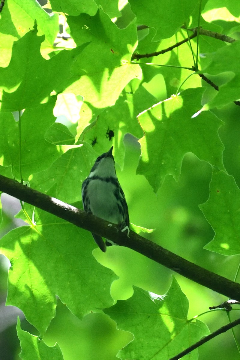 Paruline azurée - ML620642382