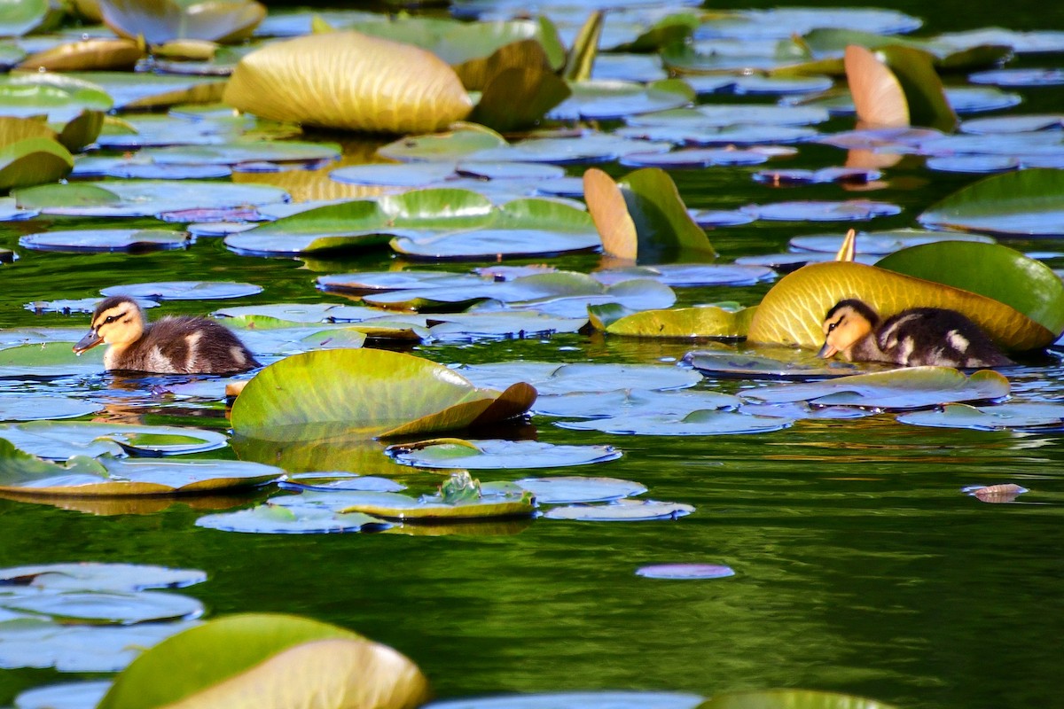 Canard colvert - ML620642385