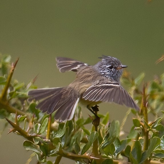 Yellow-billed Tit-Tyrant - ML620642386