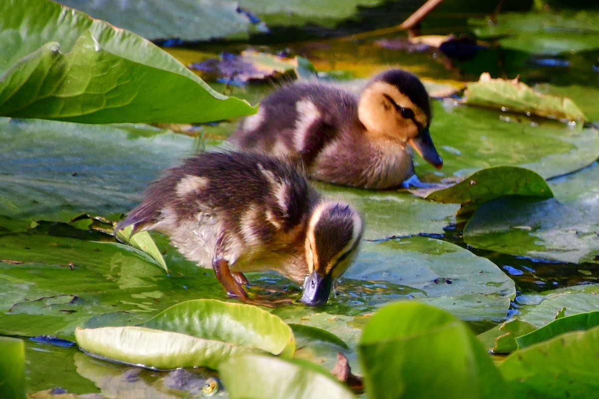 Canard colvert - ML620642387