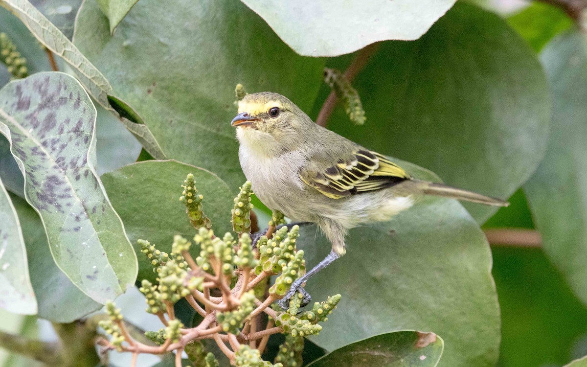 Golden-faced Tyrannulet - ML620642388