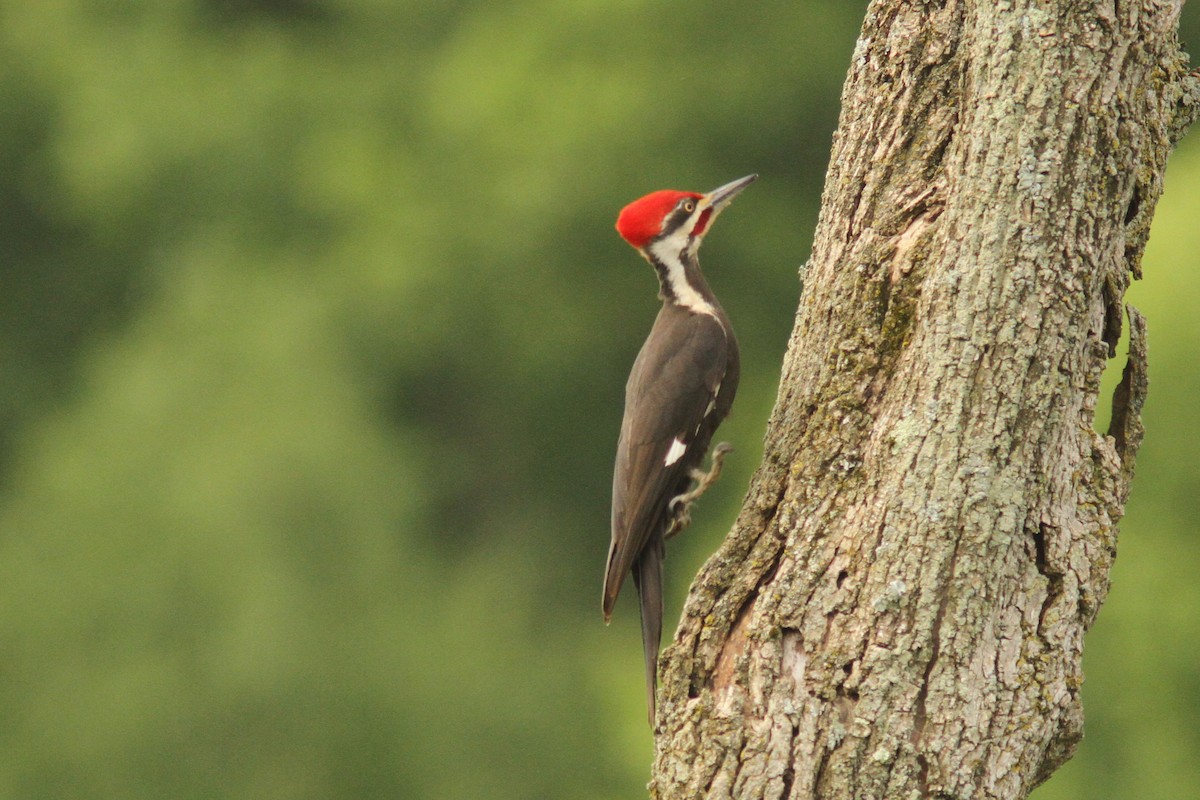 Pileated Woodpecker - ML620642389