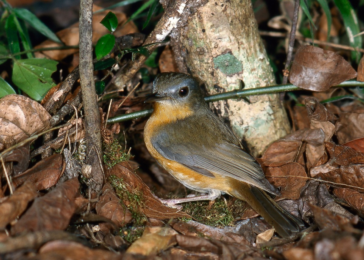 East Coast Akalat - ML620642390