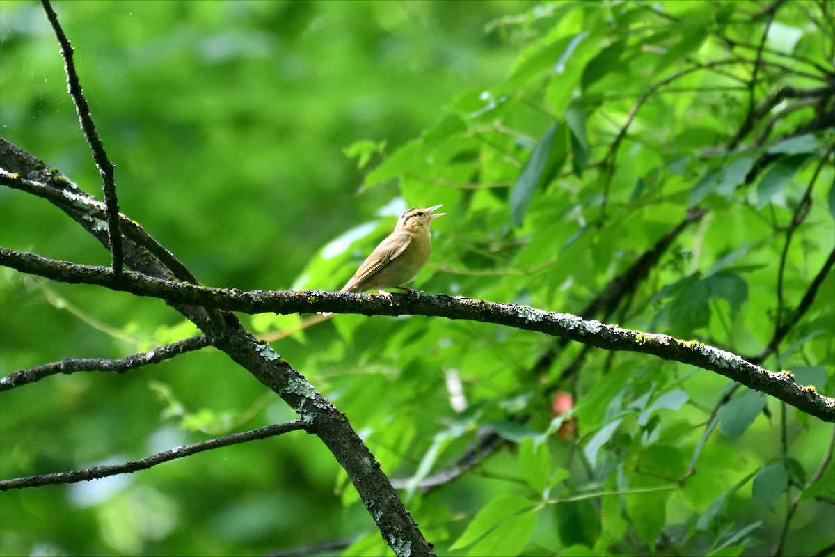 Worm-eating Warbler - ML620642391