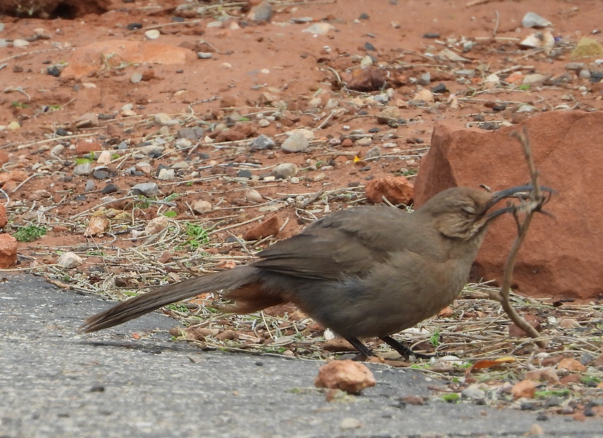 Crissal Thrasher - ML620642392