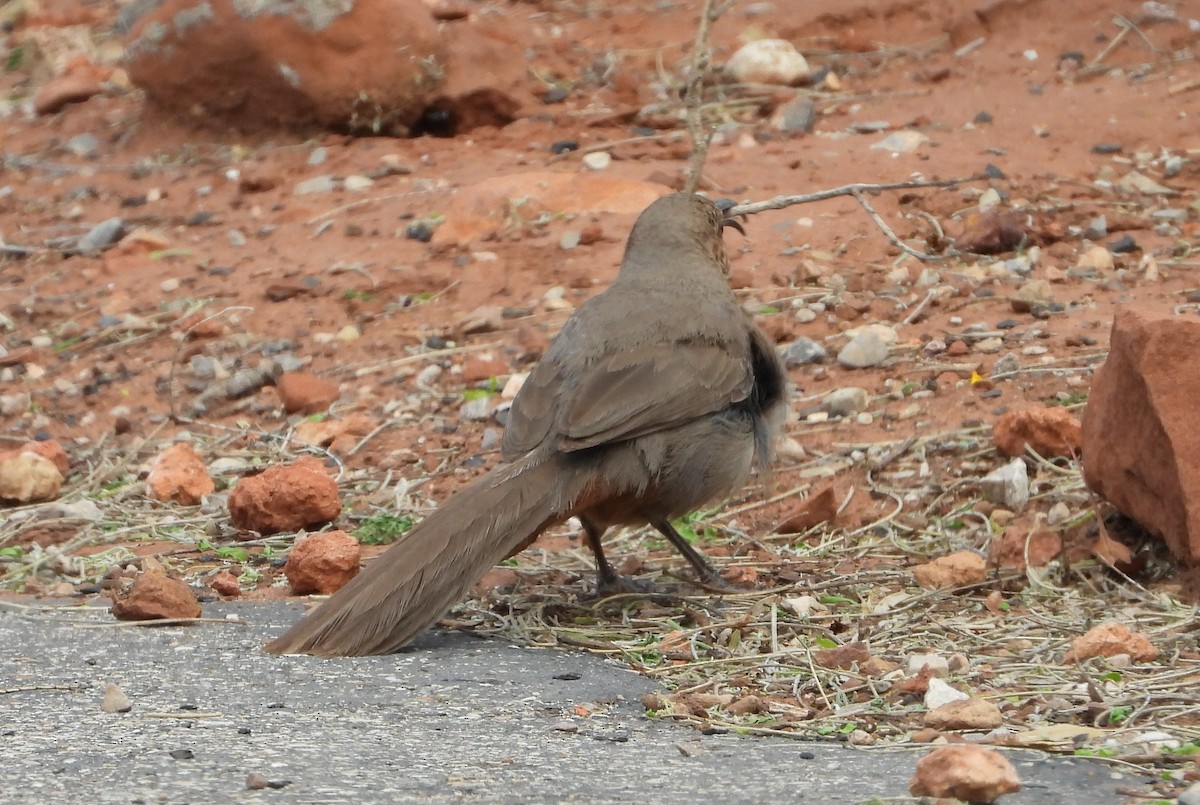 Crissal Thrasher - David Wheeler