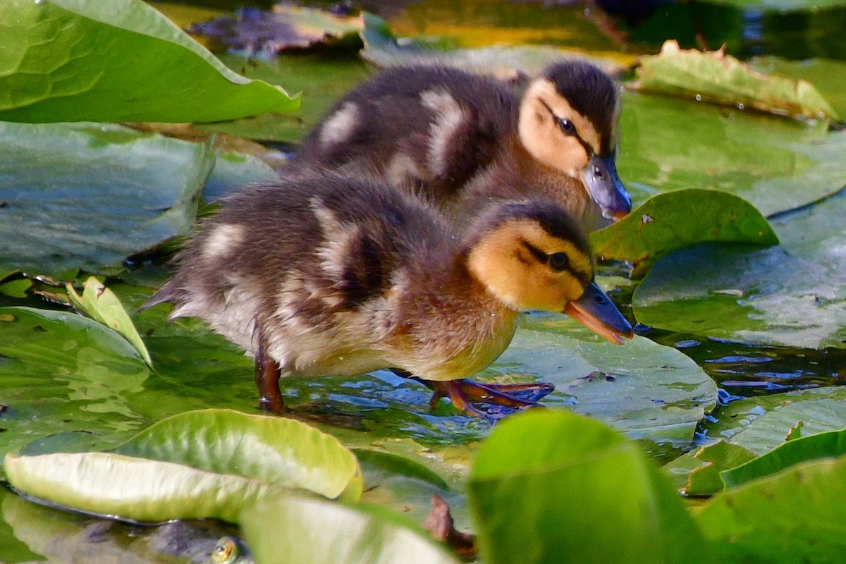 Canard colvert - ML620642396