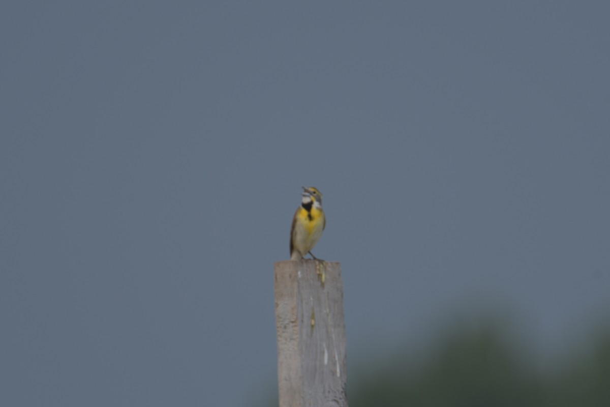 Dickcissel - ML620642397