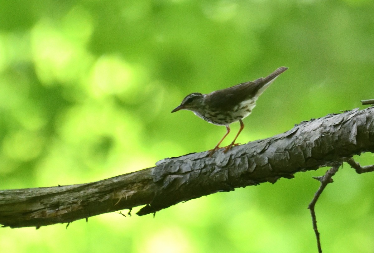 Louisiana Waterthrush - ML620642398