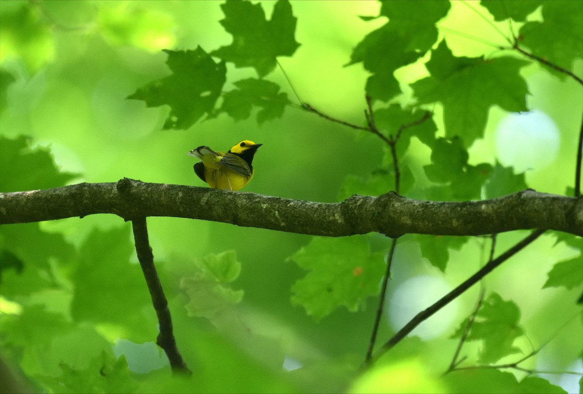 Hooded Warbler - ML620642400