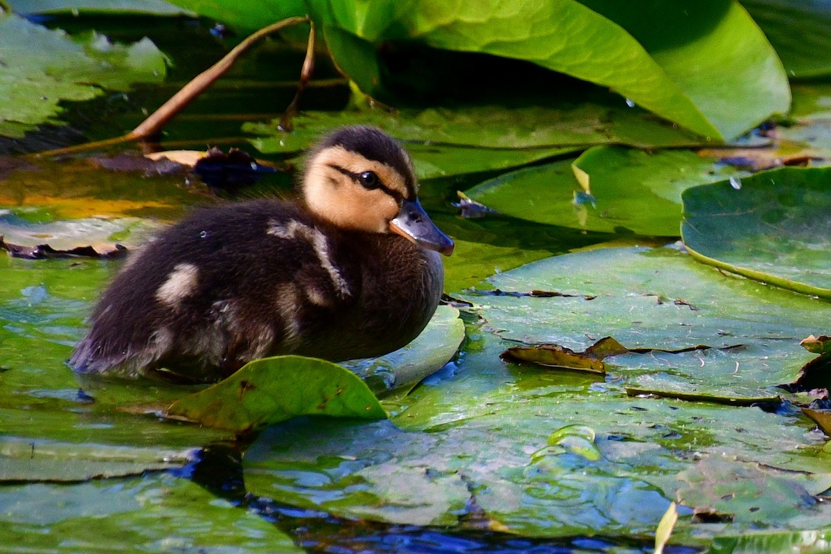 Canard colvert - ML620642402