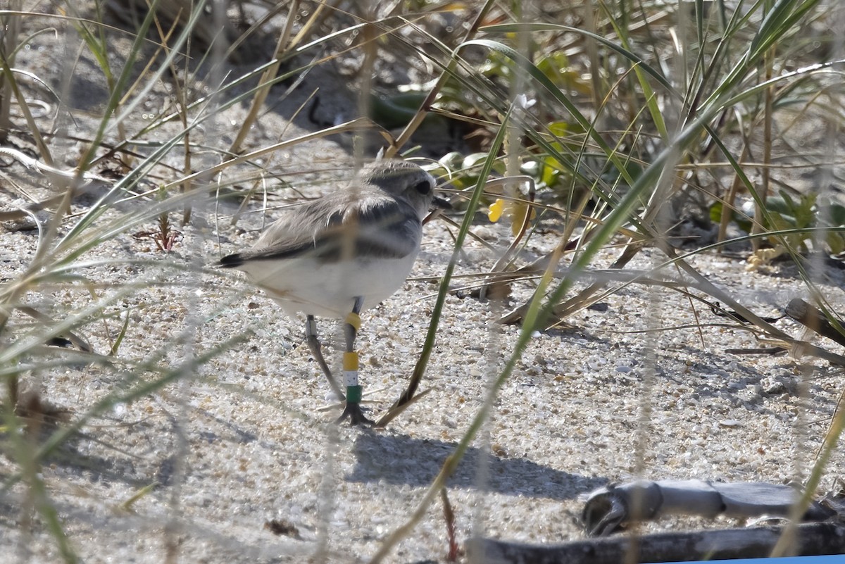 Kentish Plover - ML620642403