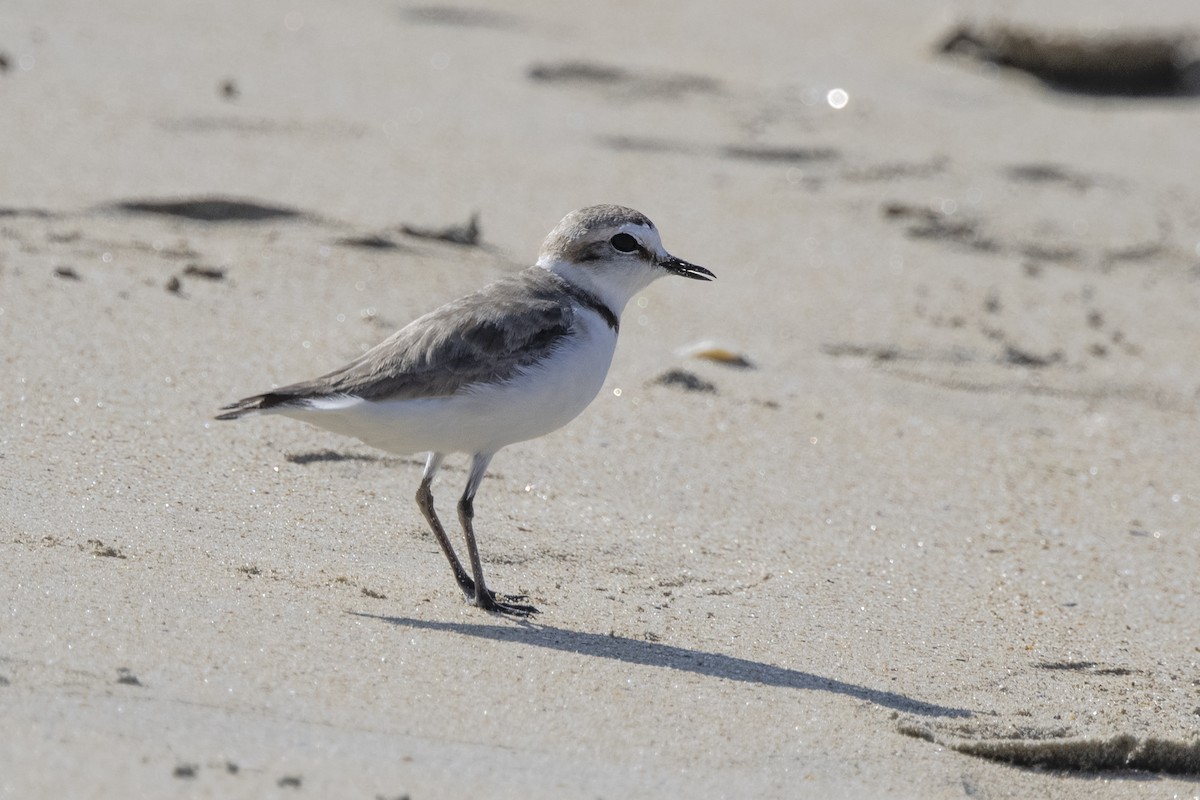 Kentish Plover - ML620642404