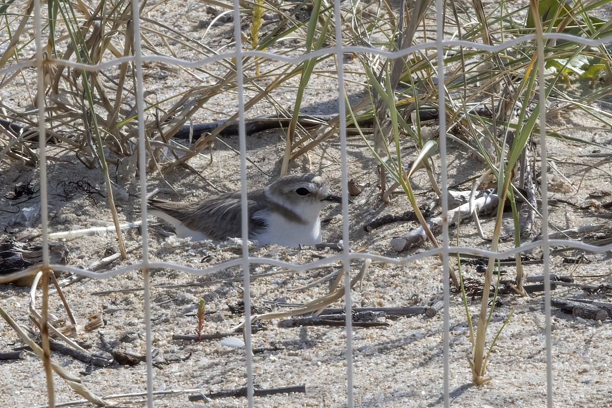 Kentish Plover - ML620642406