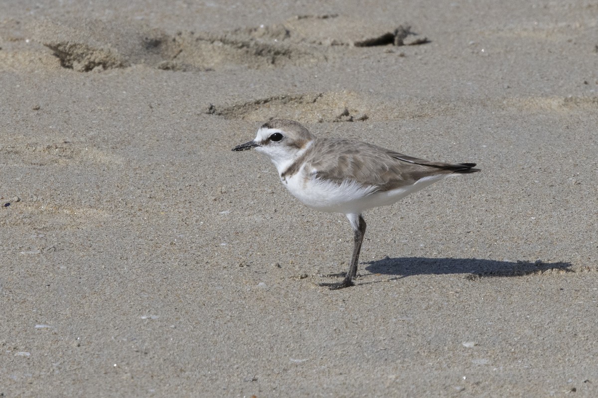 Kentish Plover - Delfin Gonzalez