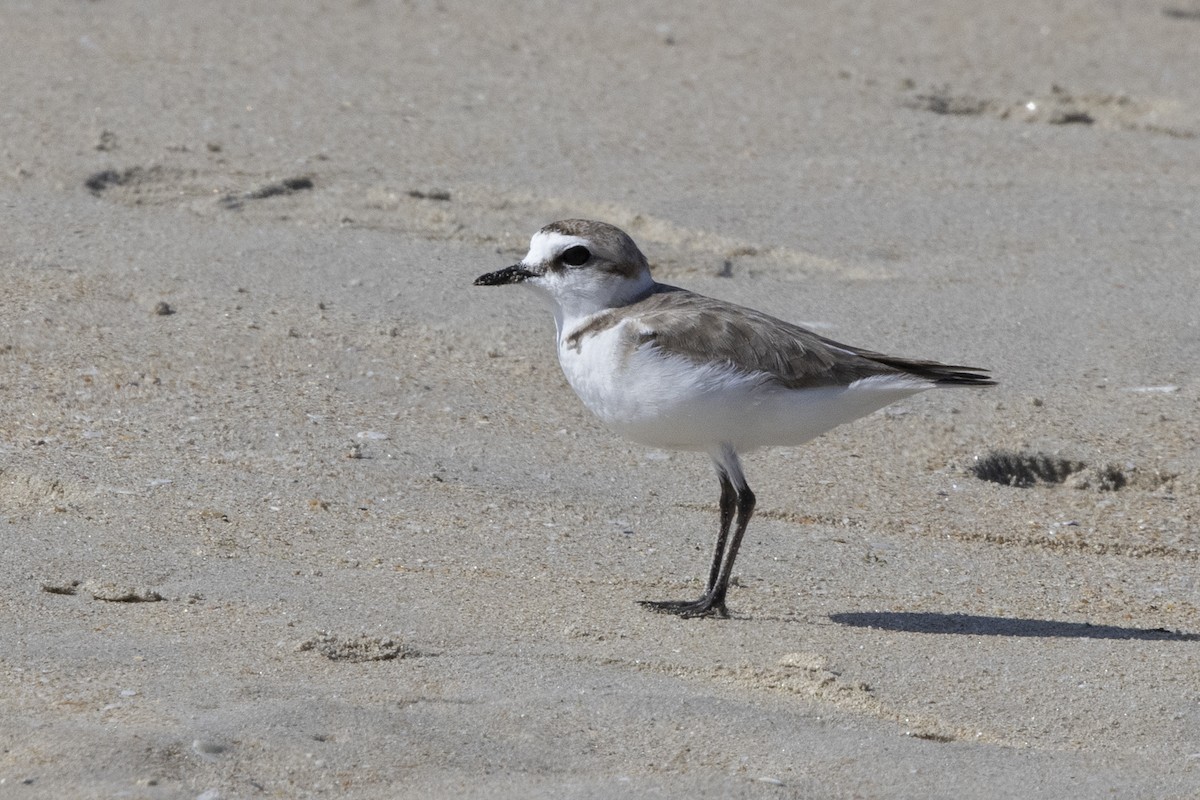 Kentish Plover - ML620642408