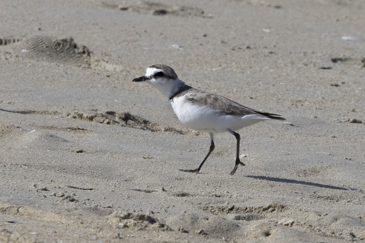 Kentish Plover - ML620642409