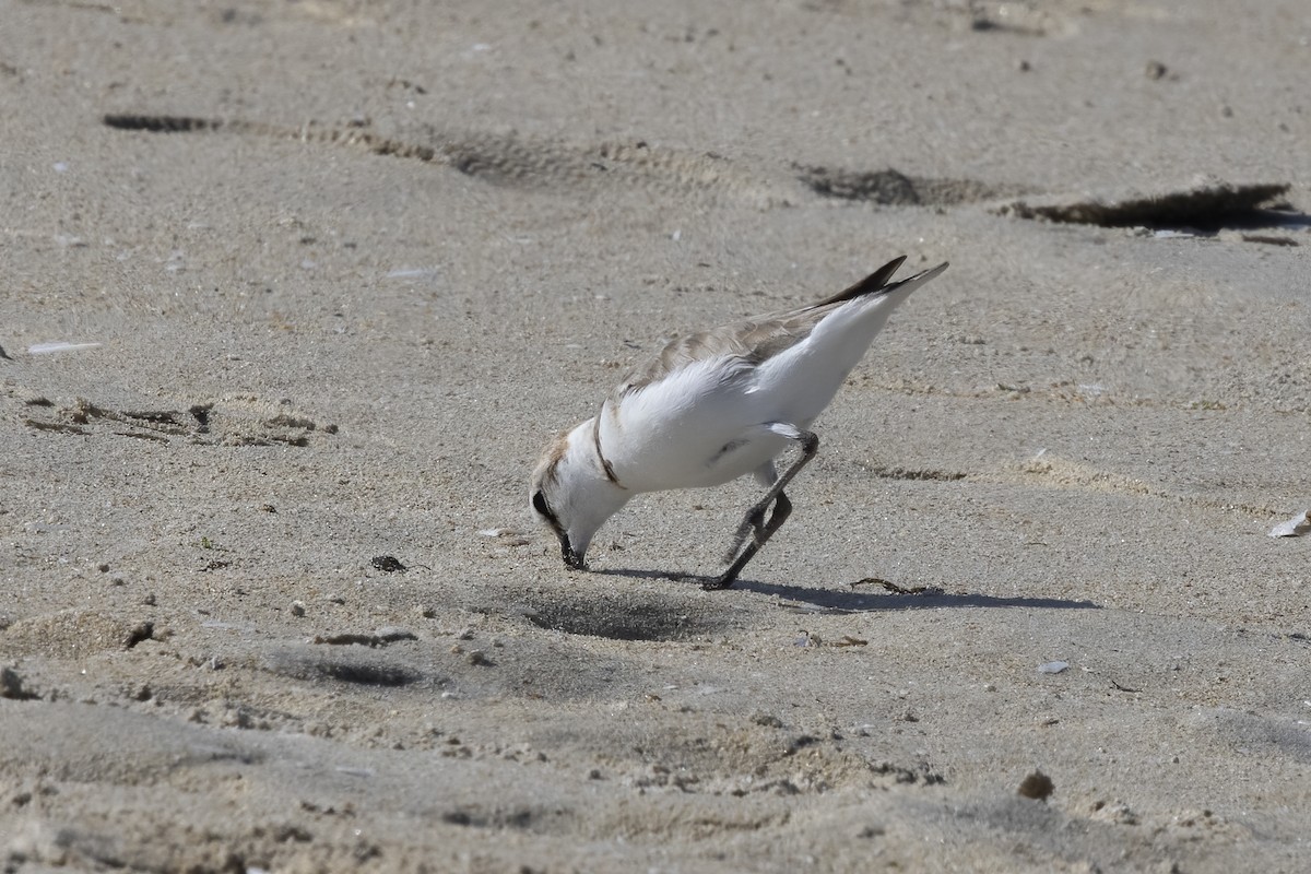 Kentish Plover - ML620642410