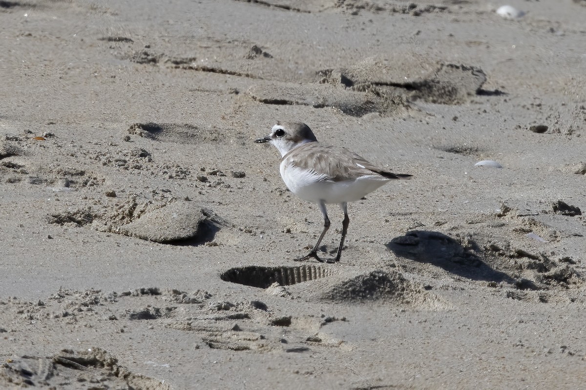 Kentish Plover - ML620642411