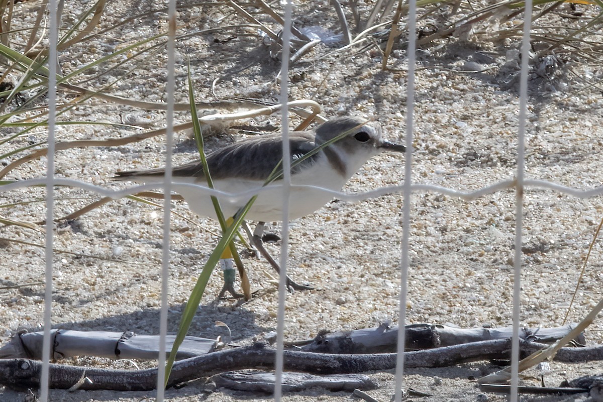 Kentish Plover - ML620642412