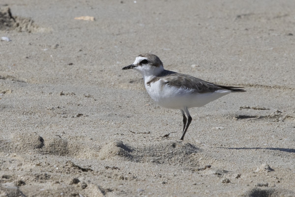 Kentish Plover - ML620642413