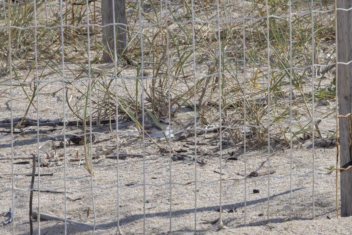 Kentish Plover - ML620642415