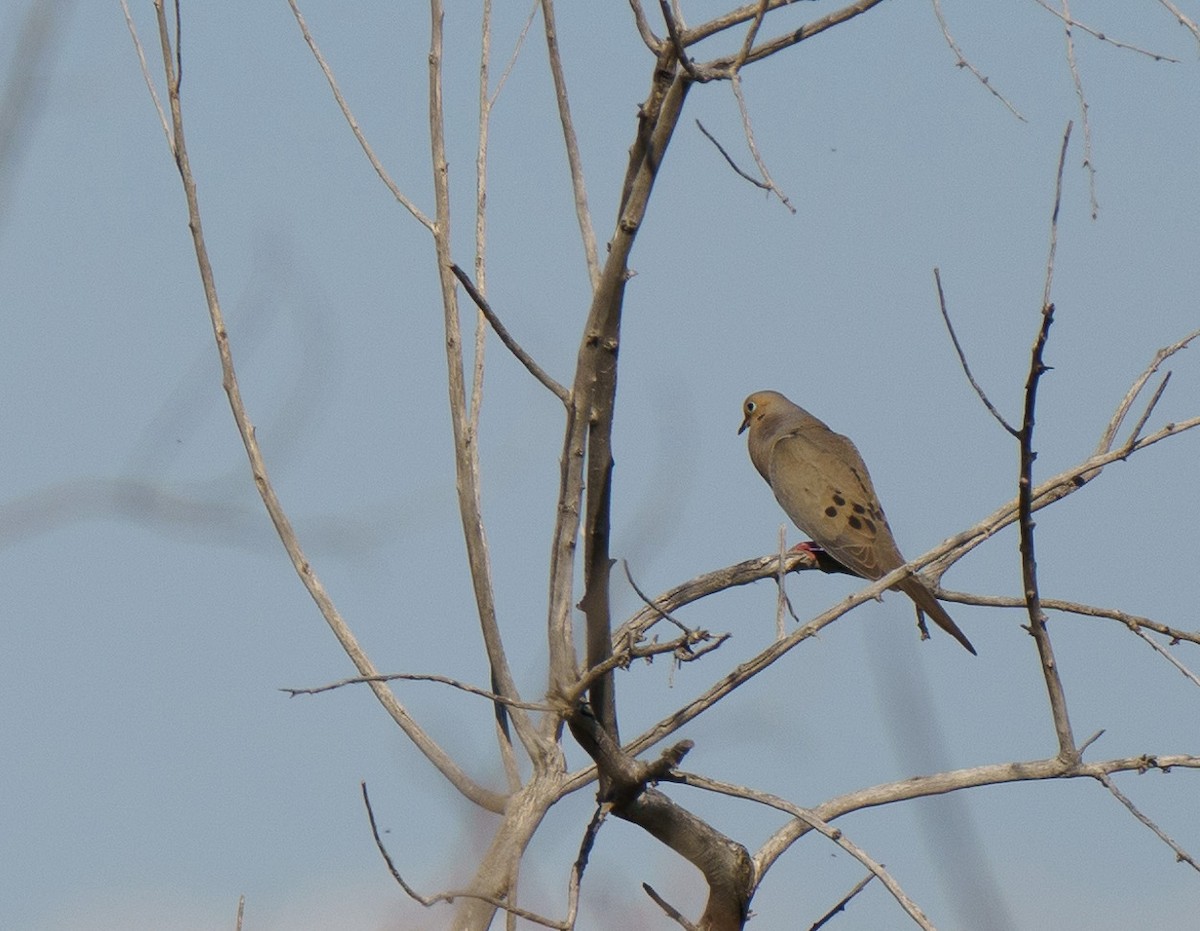 Mourning Dove - ML620642416