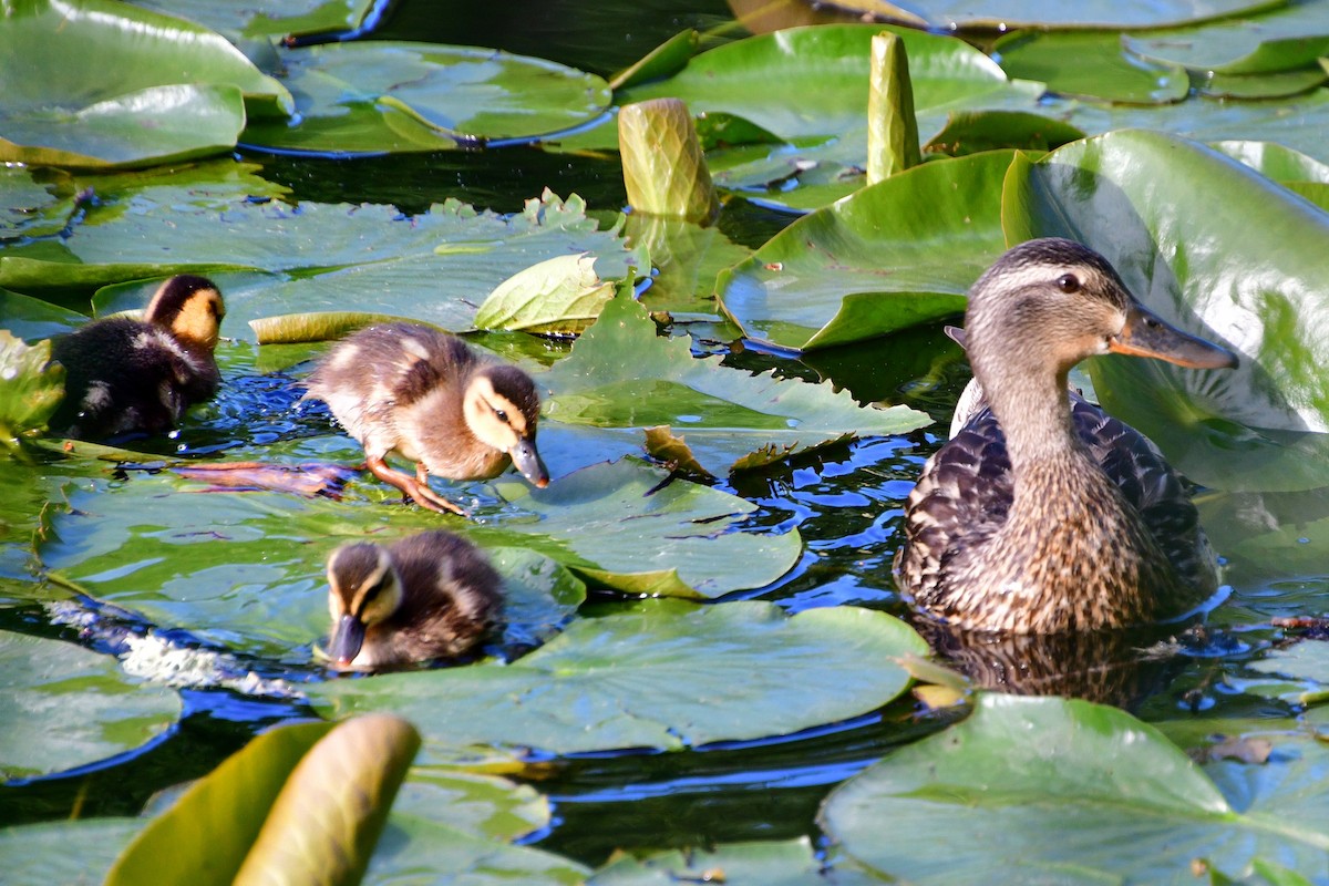 Canard colvert - ML620642418