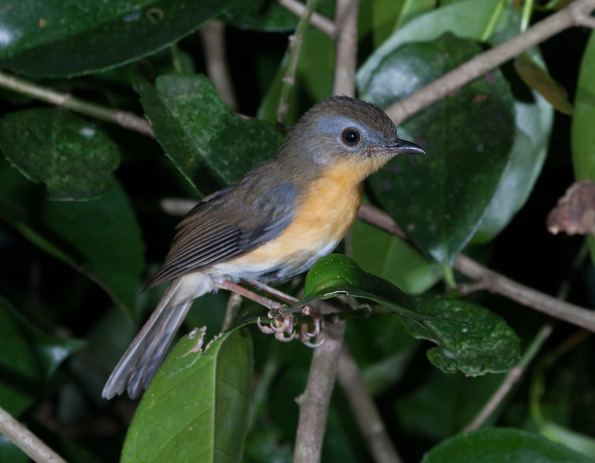 East Coast Akalat - ML620642419