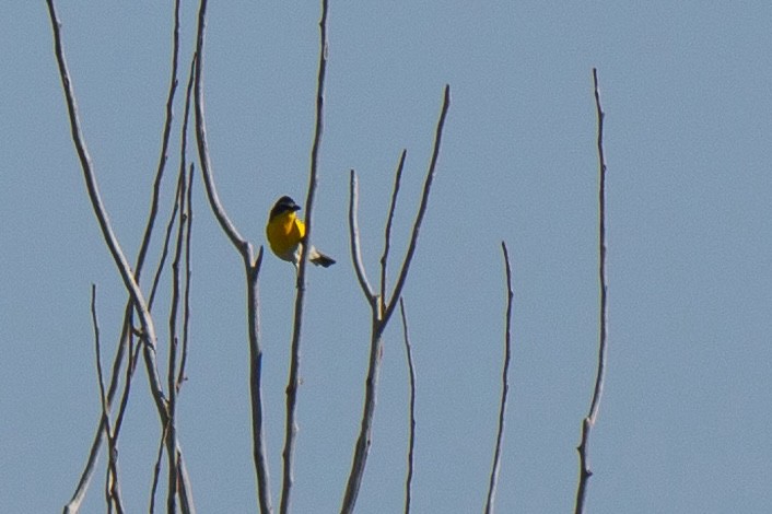 Yellow-breasted Chat - ML620642420