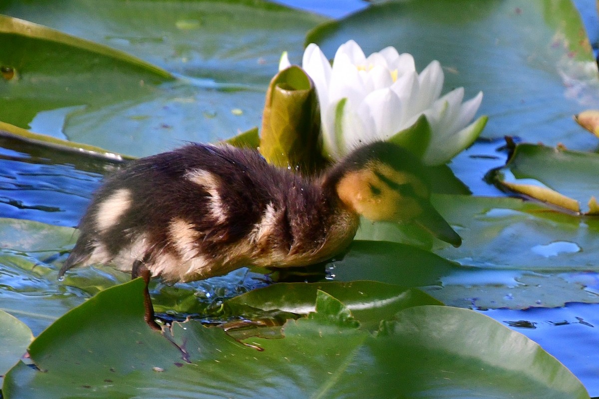 Canard colvert - ML620642421