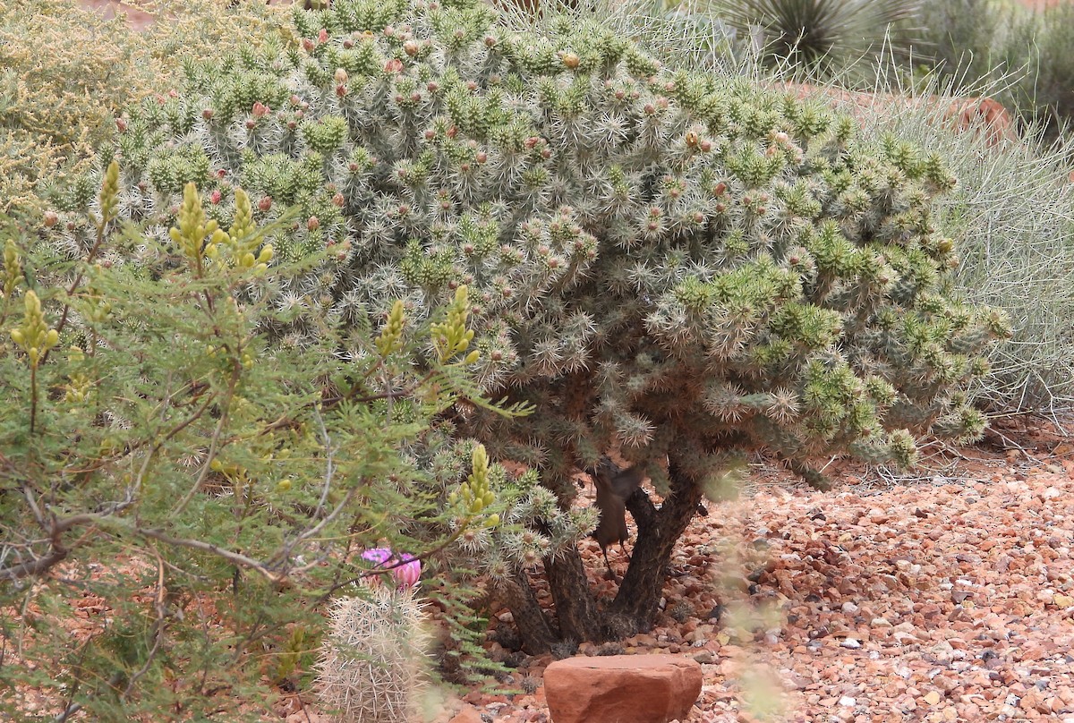 Cuitlacoche Culirrojo - ML620642427