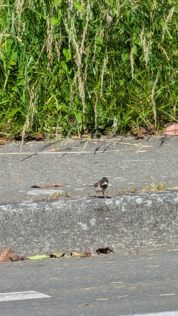 Junco ardoisé - ML620642429