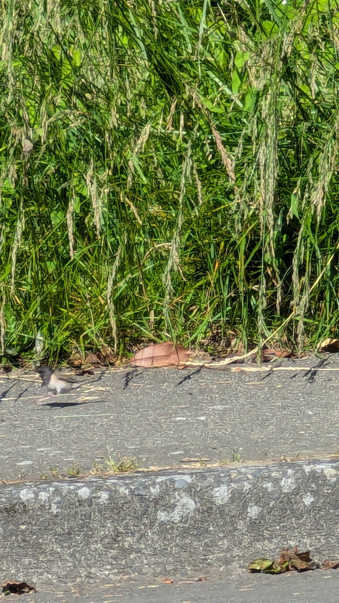 Dark-eyed Junco - ML620642430