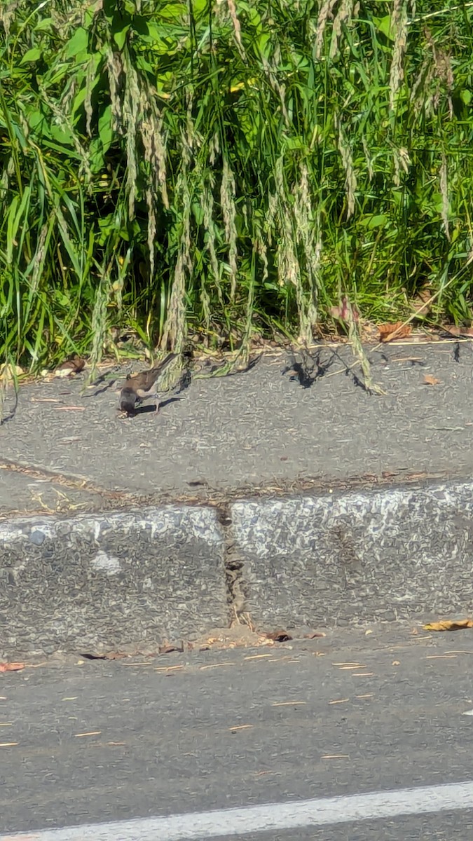 Junco Ojioscuro - ML620642433