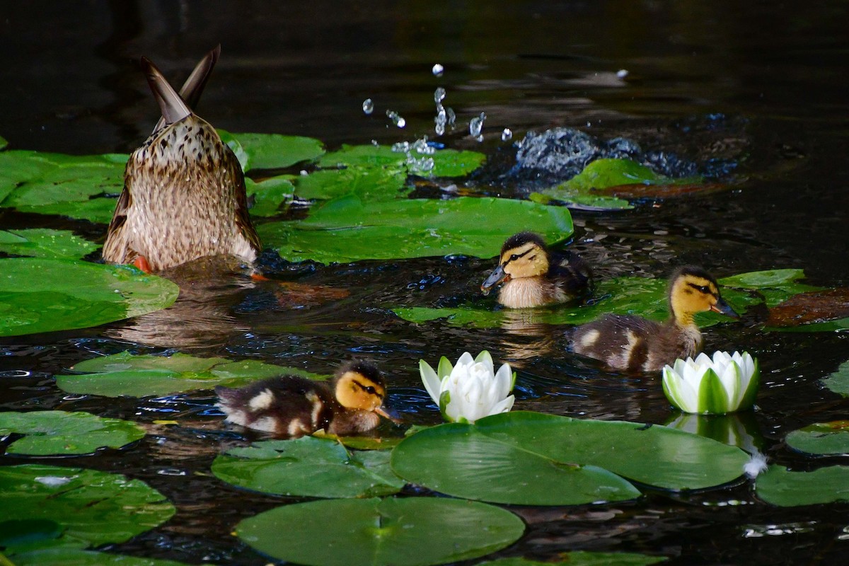 Canard colvert - ML620642441