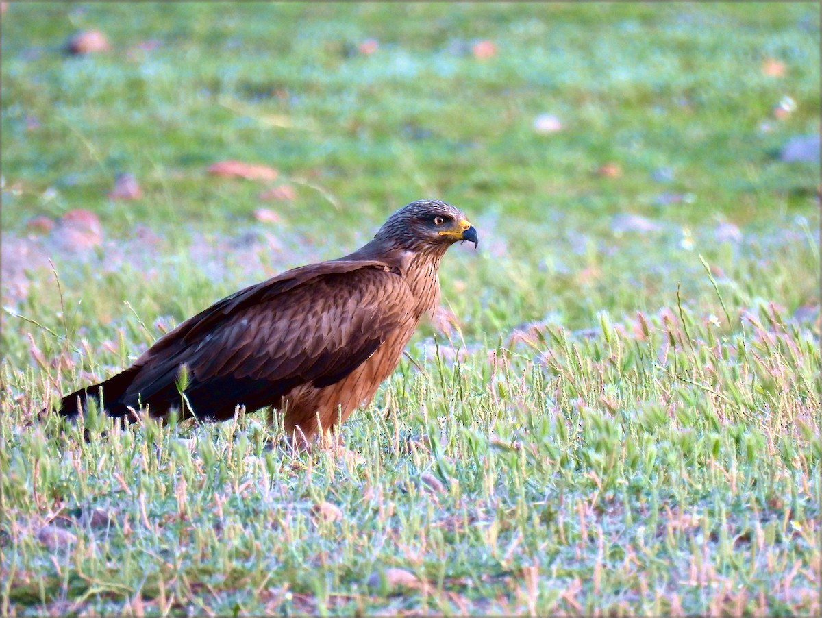 Black Kite - ML620642443