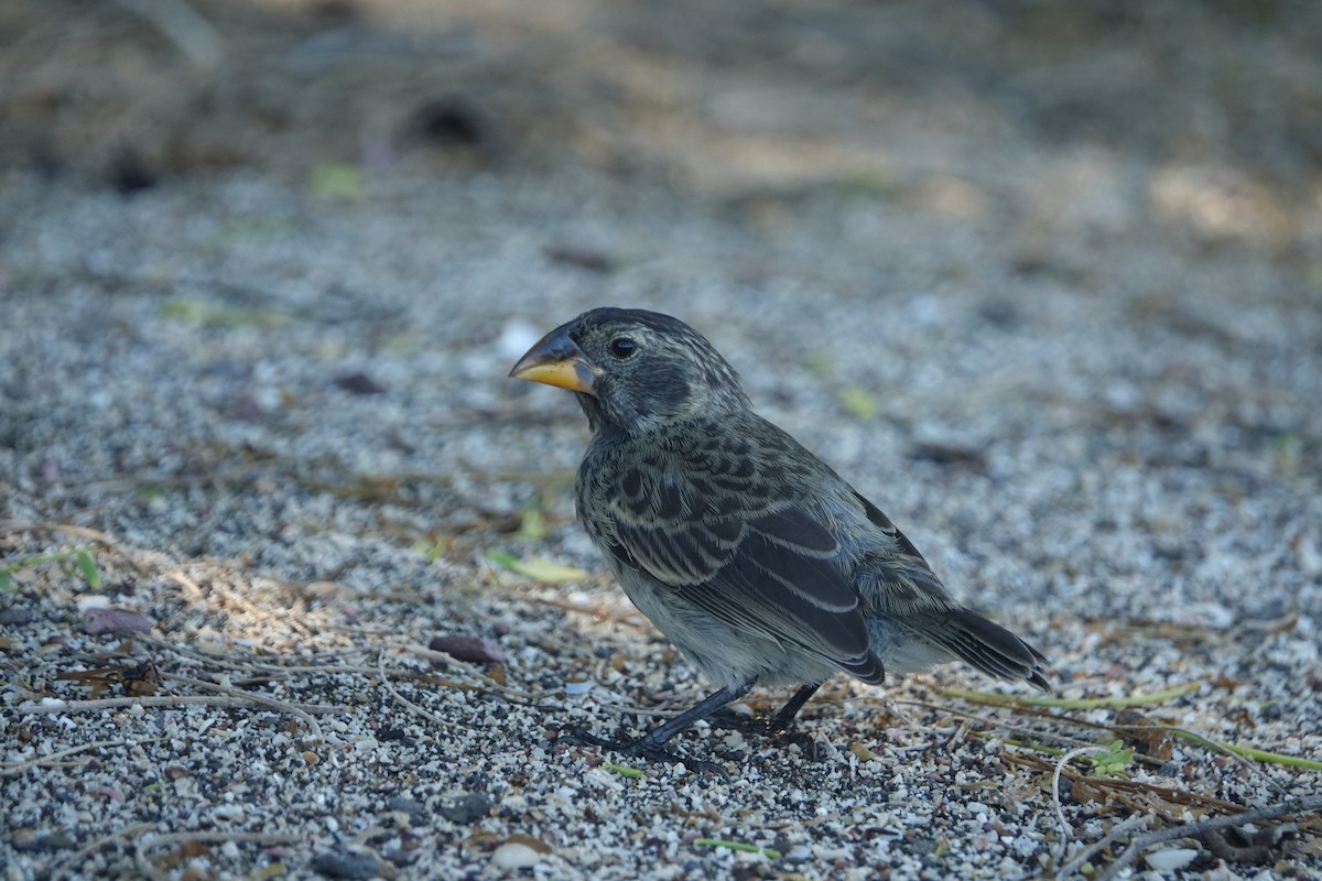 Large Ground-Finch - ML620642444