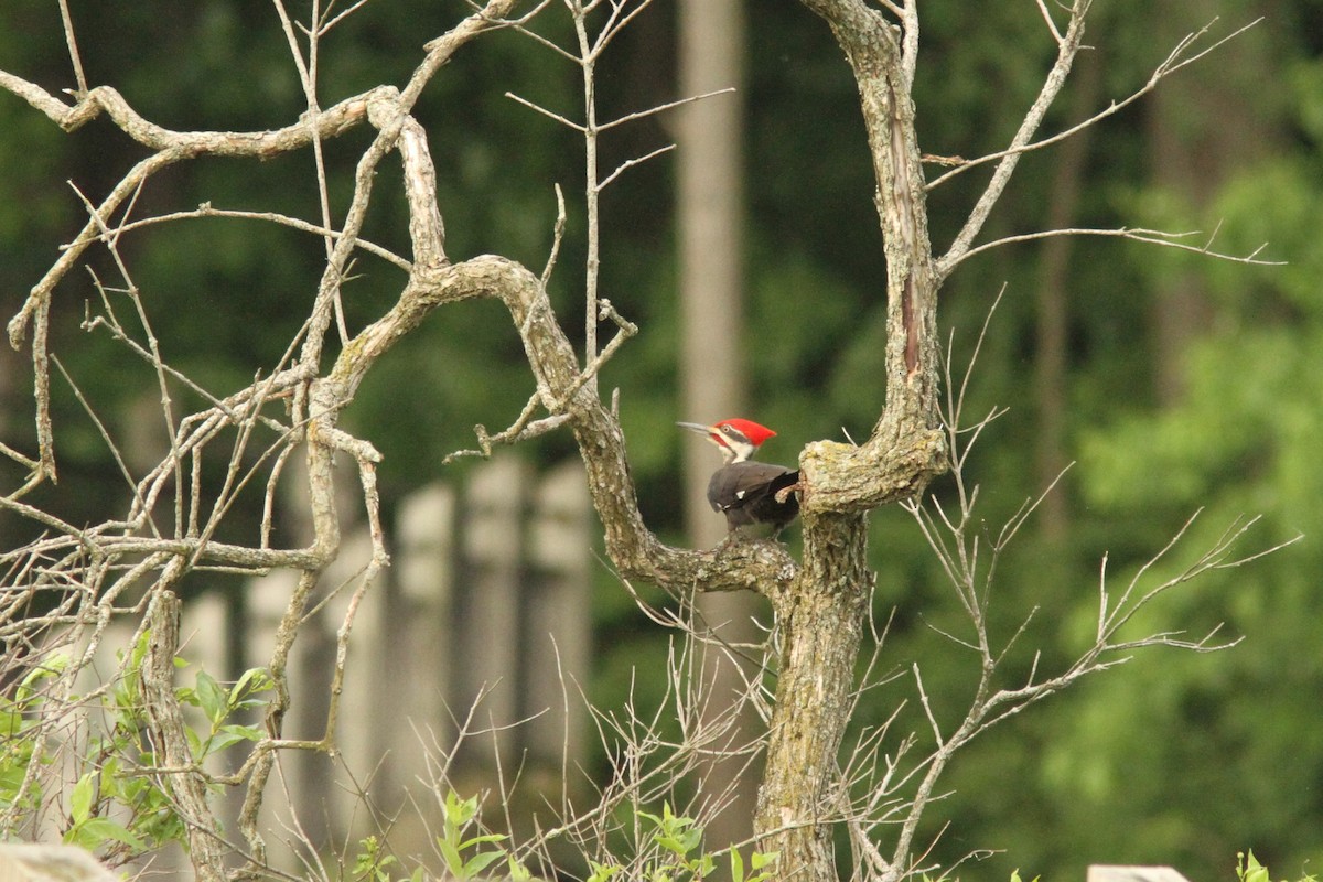 Pileated Woodpecker - ML620642446