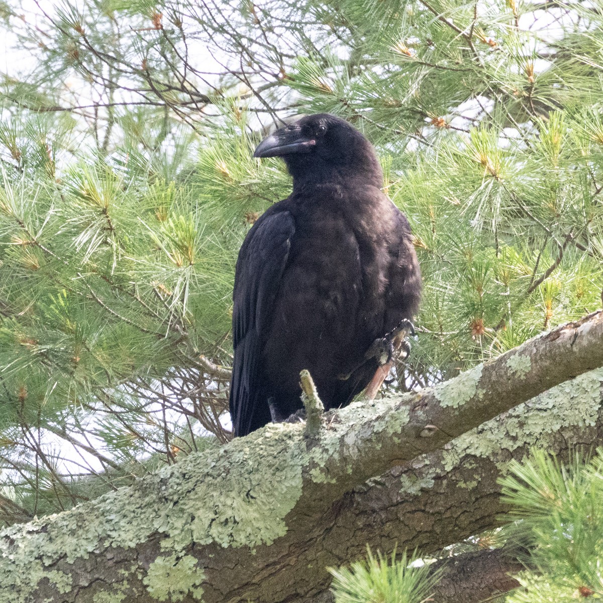 Common Raven - ML620642447