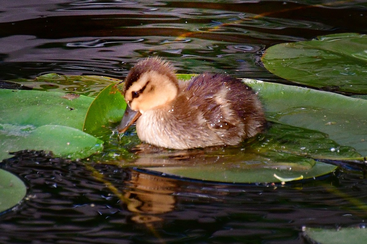 Canard colvert - ML620642449