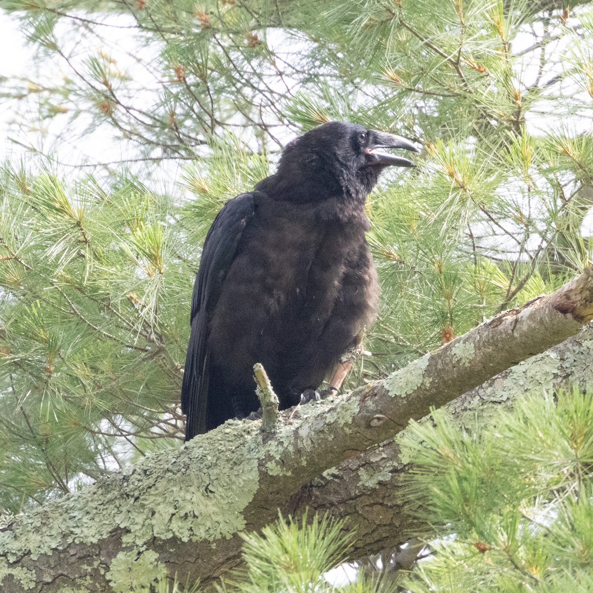 Common Raven - ML620642451