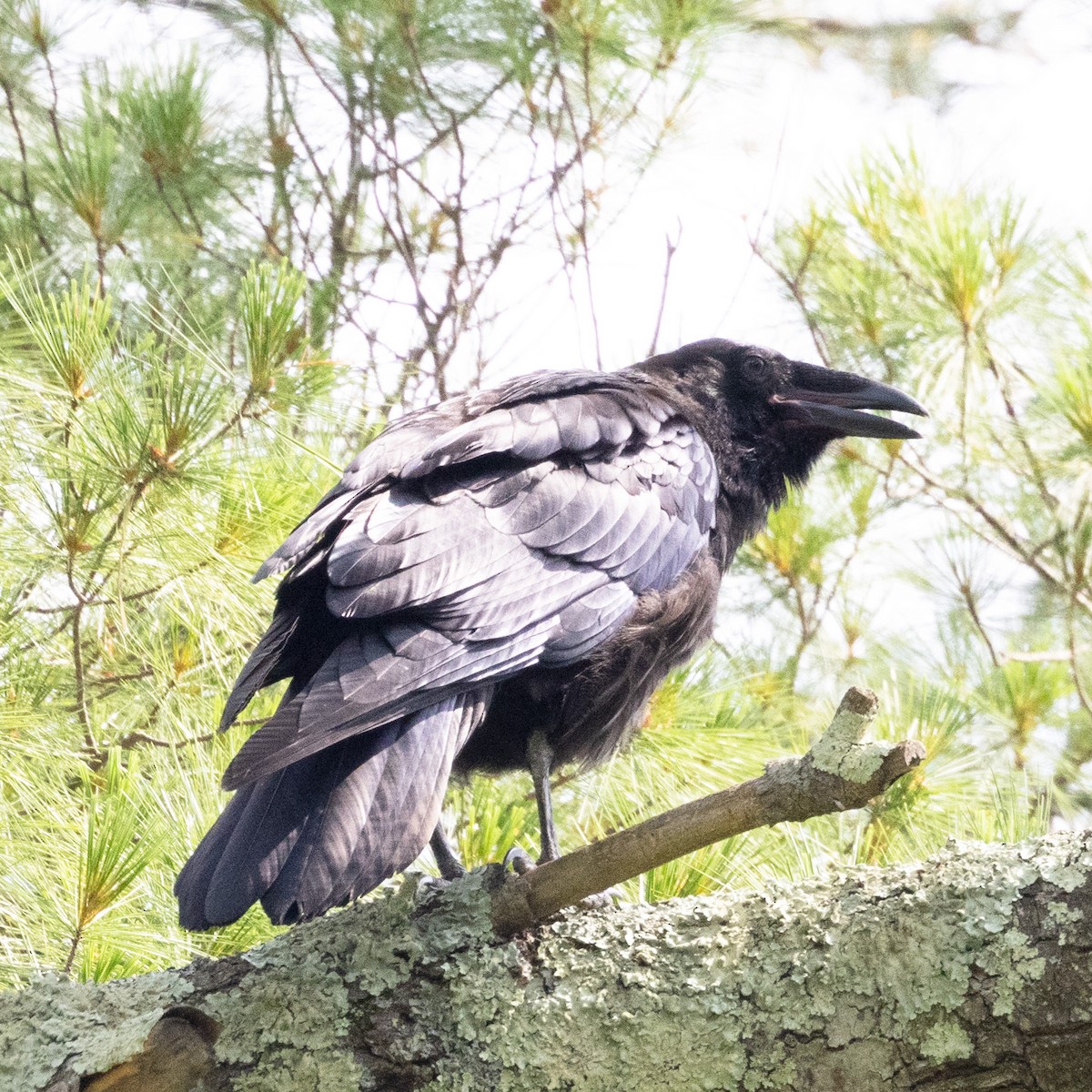 Common Raven - ML620642457