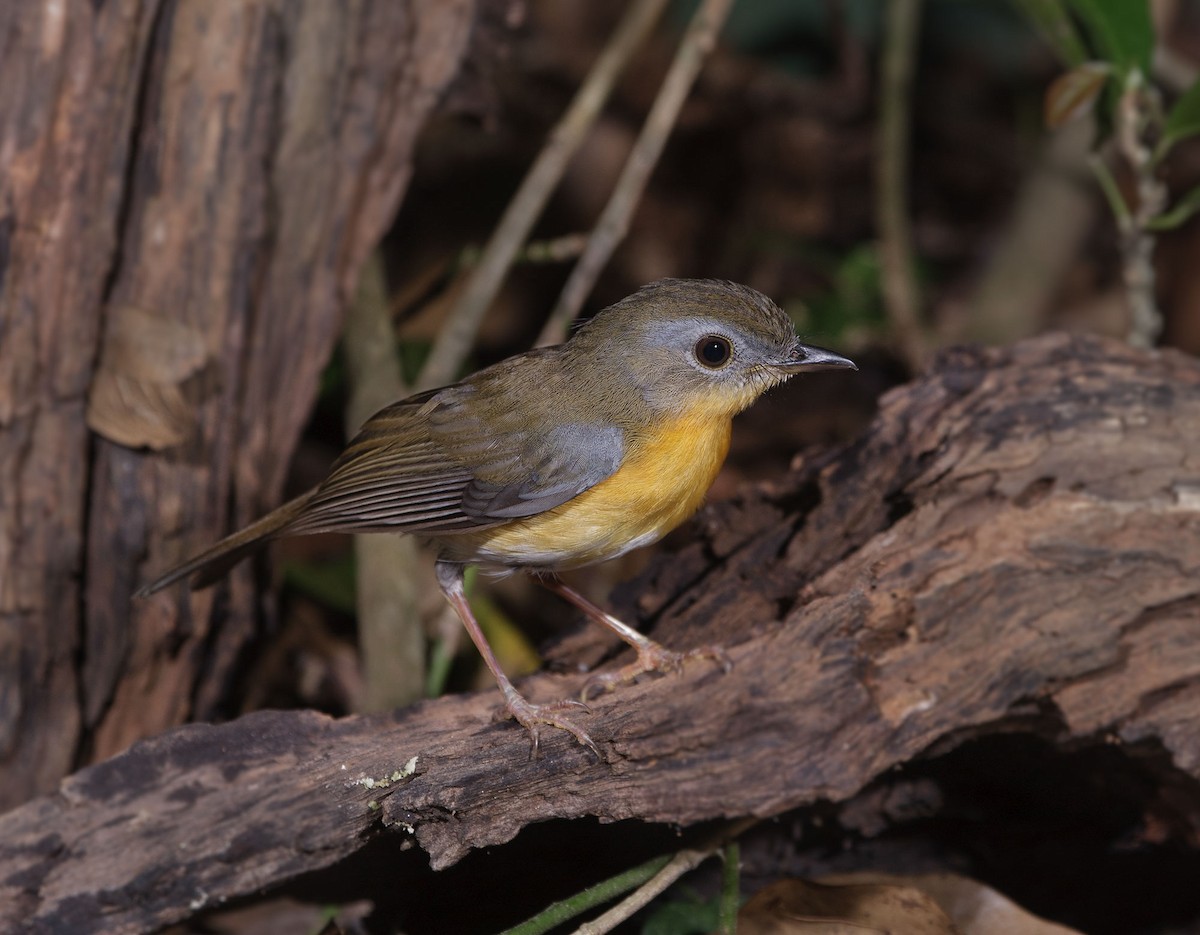 East Coast Akalat - ML620642458