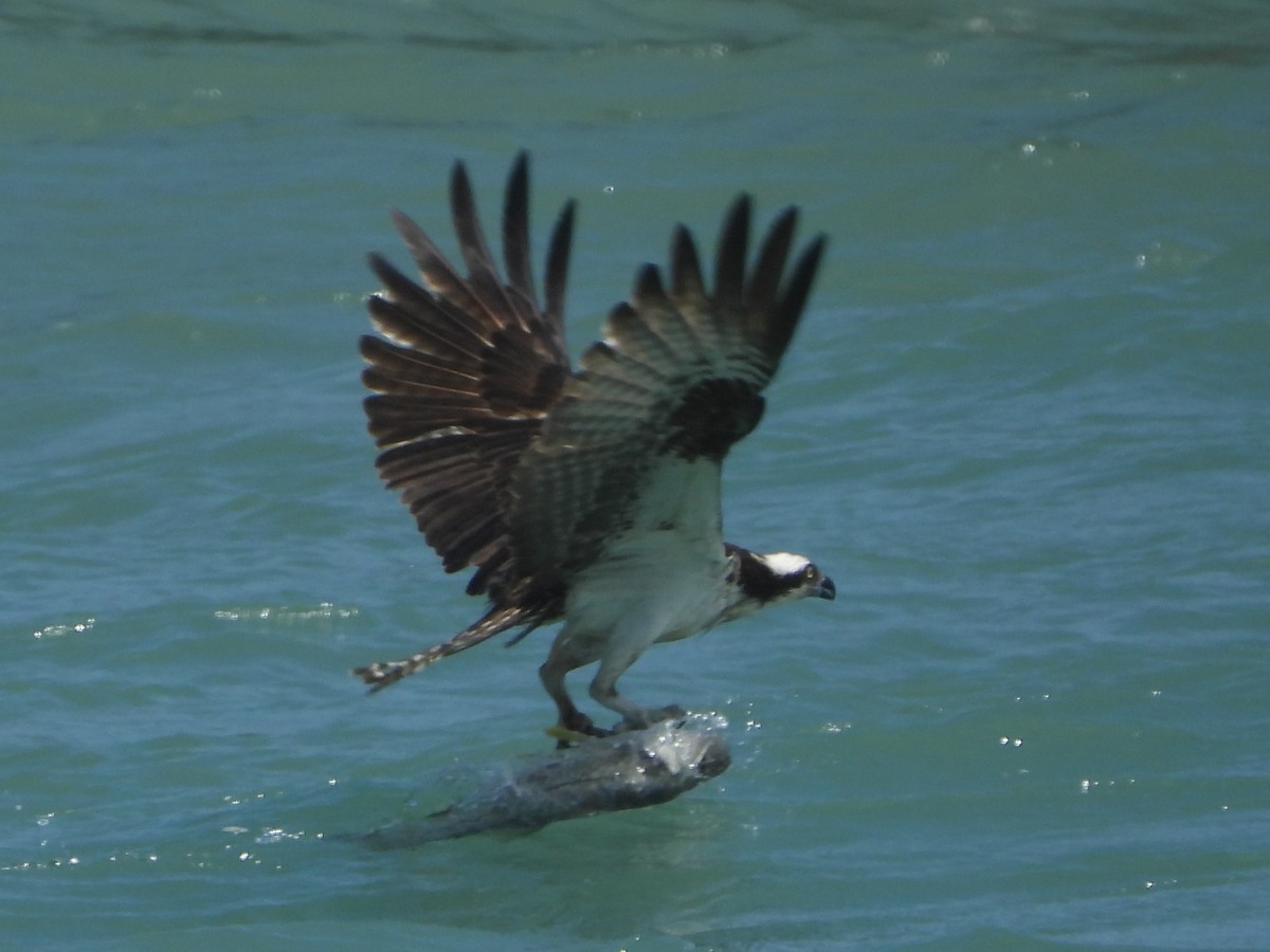 Balbuzard pêcheur - ML620642459